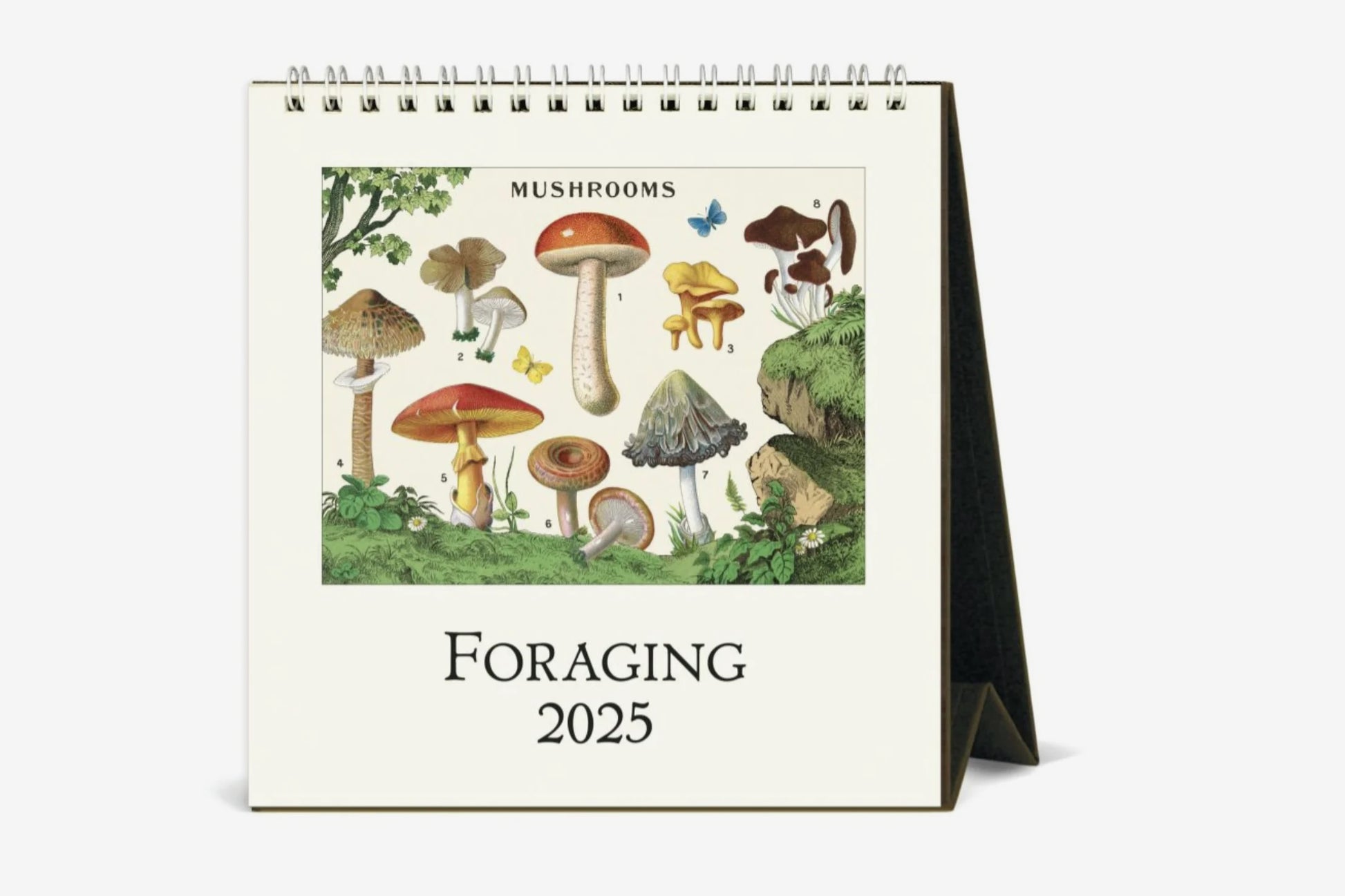 Cavallini 2025 Desk Calendar - Foraging | Flywheel | Stationery | Tasmania