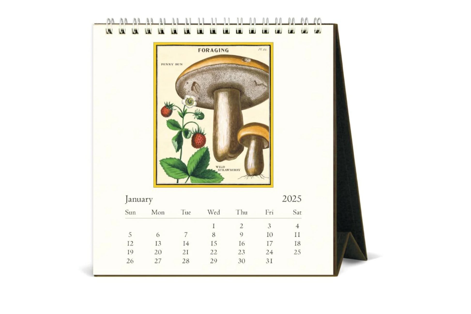 Cavallini 2025 Desk Calendar - Foraging | Flywheel | Stationery | Tasmania