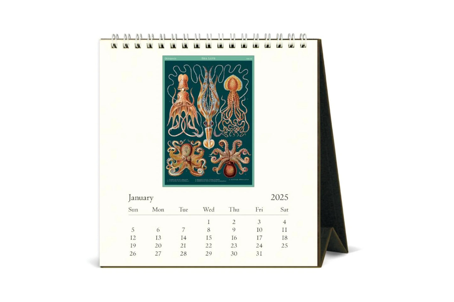 Cavallini 2025 Desk Calendar - Sea Life | Flywheel | Stationery | Tasmania