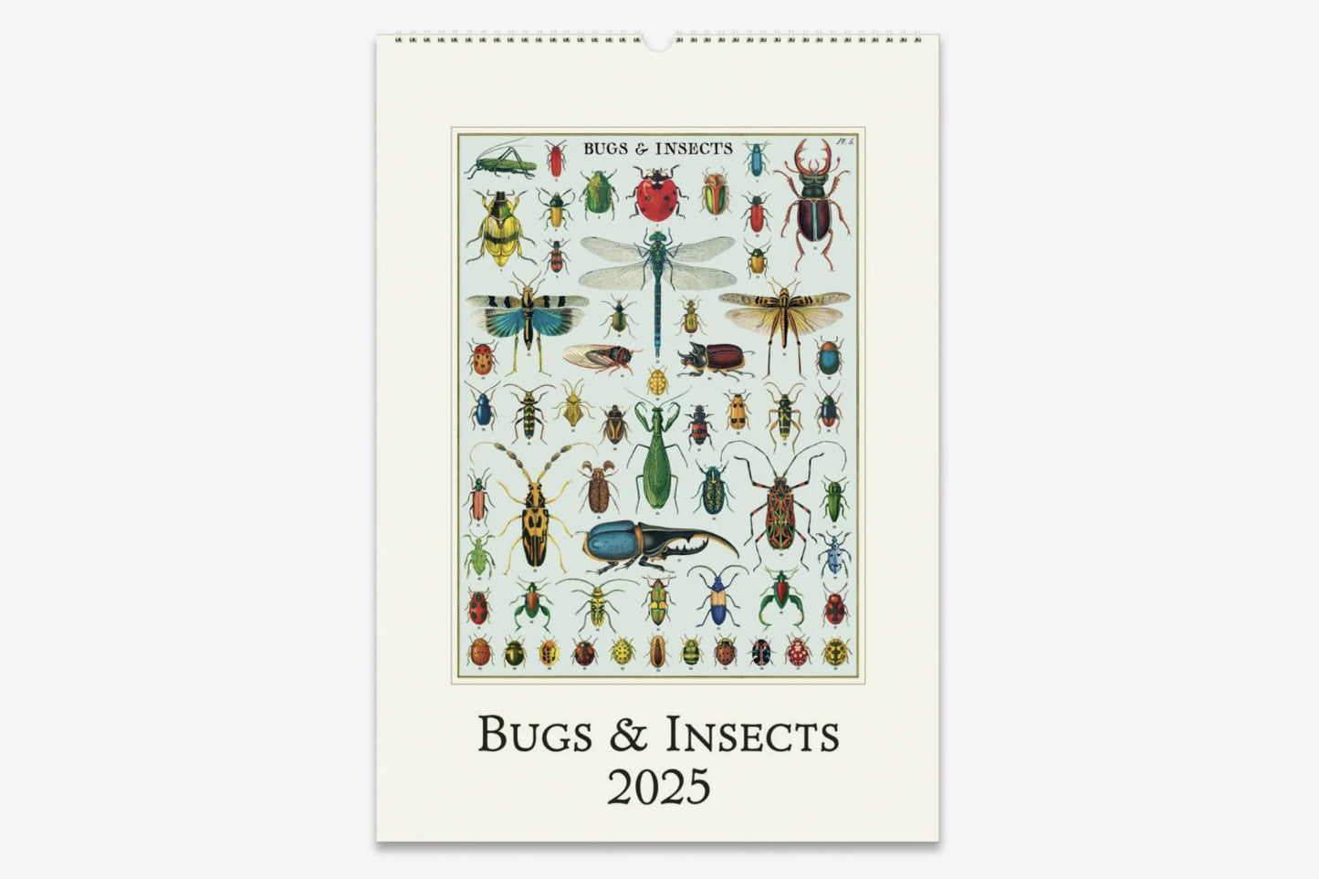 Cavallini 2025 Wall Calendar - Bugs & Insects | Flywheel | Stationery | Tasmania