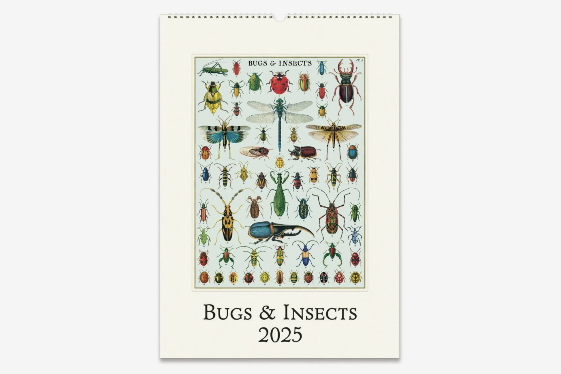 Cavallini 2025 Wall Calendar - Bugs & Insects | Flywheel | Stationery | Tasmania