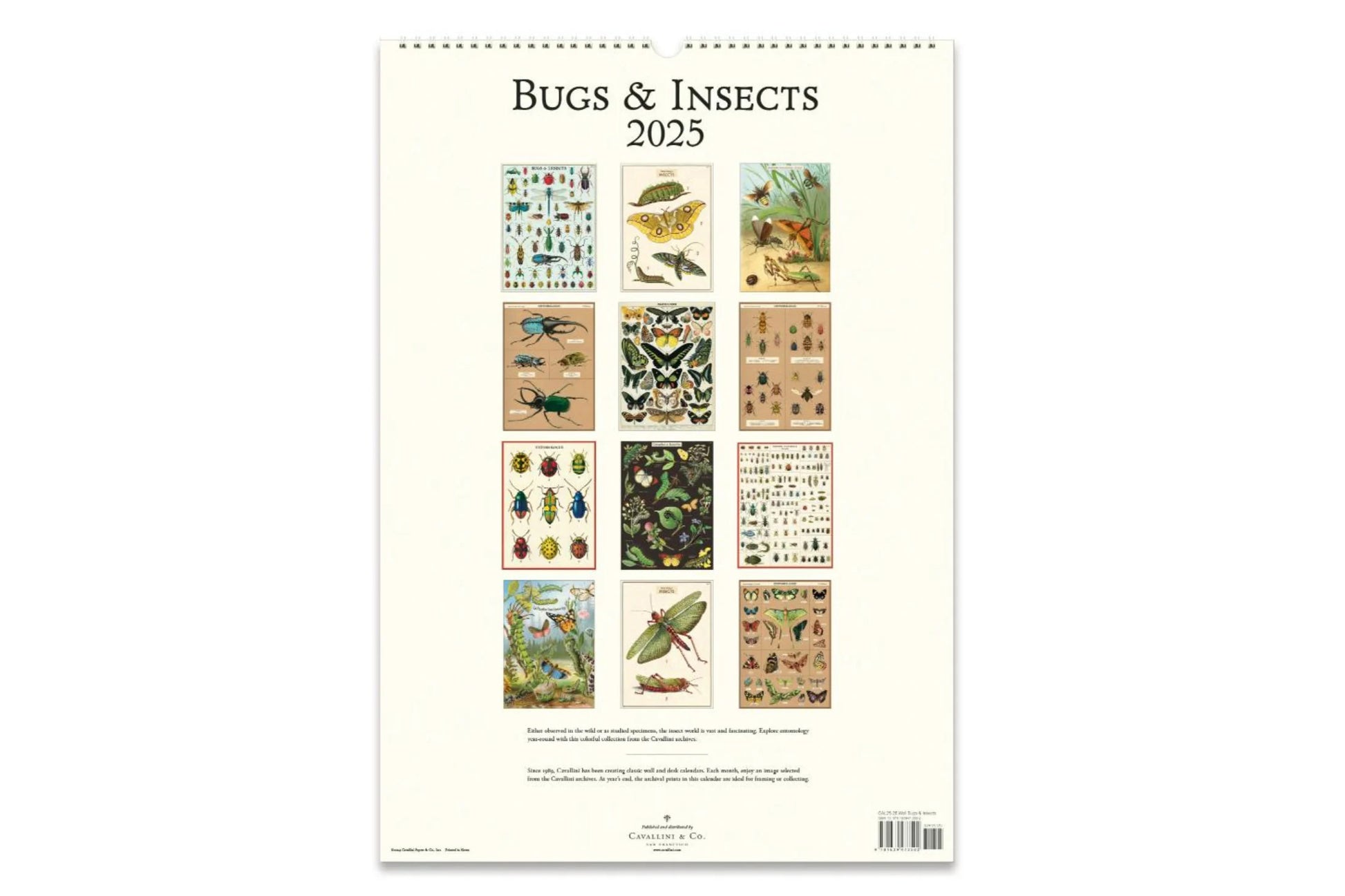 Cavallini 2025 Wall Calendar - Bugs & Insects | Flywheel | Stationery | Tasmania