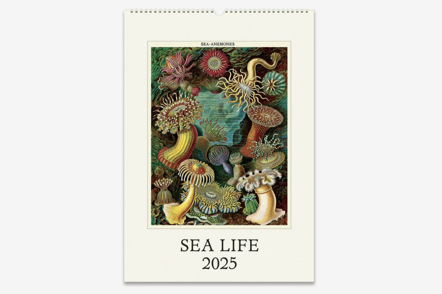 Cavallini 2025 Wall Calendar - Sea Life | Flywheel | Stationery | Tasmania