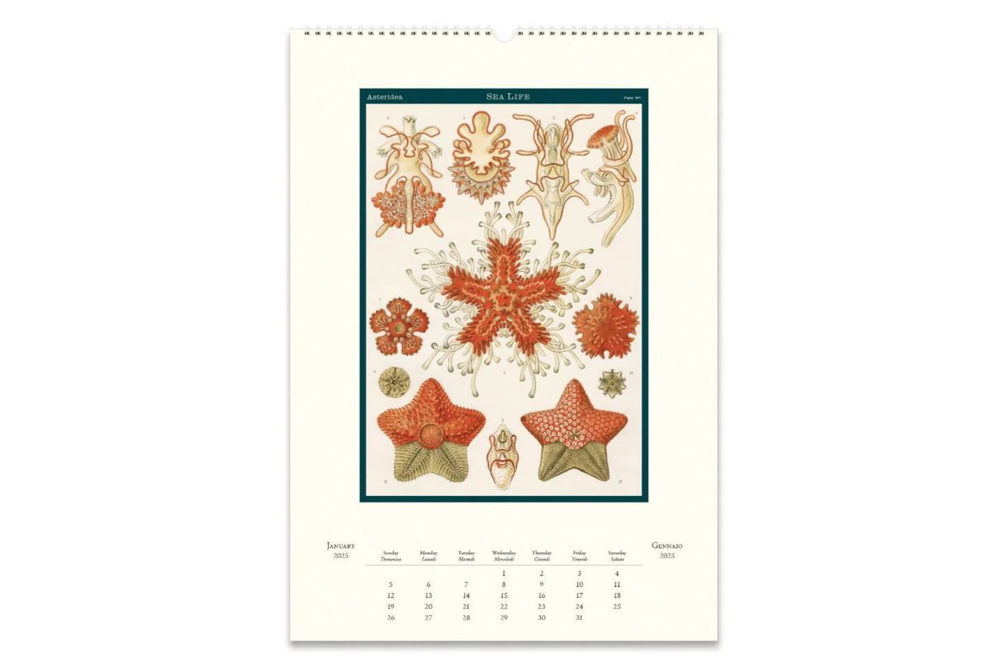 Cavallini 2025 Wall Calendar - Sea Life | Flywheel | Stationery | Tasmania