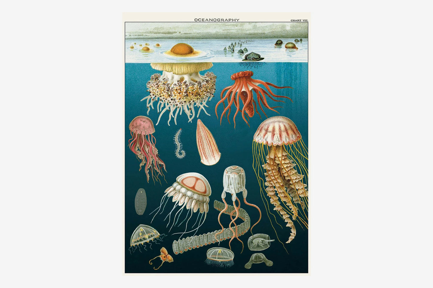 Cavallini Poster - Jellyfish | Flywheel | Stationery | Tasmania