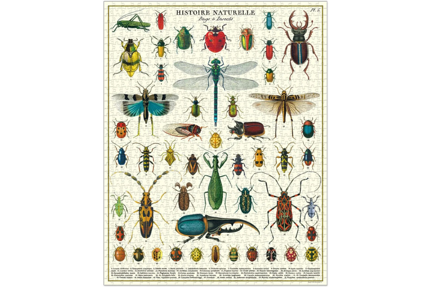 Cavallini 1000 Piece Puzzle - Bugs & Insects | Flywheel | Stationery | Tasmania