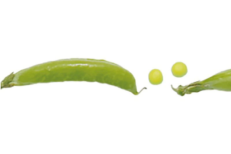 MT Masking Tape - Snap Pea | Flywheel | Stationery | Tasmania