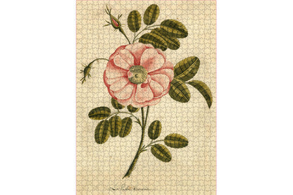 John Derian 1000 Piece Puzzle - Garden Rose | Flywheel | Stationery | Tasmania